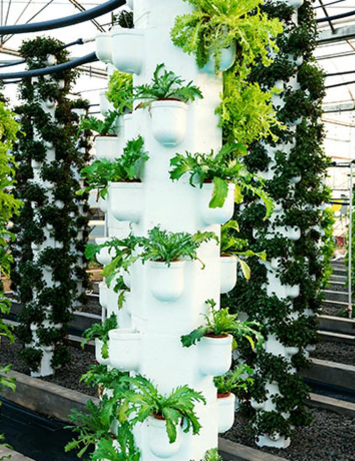 Vegetables growing in a greenhouse